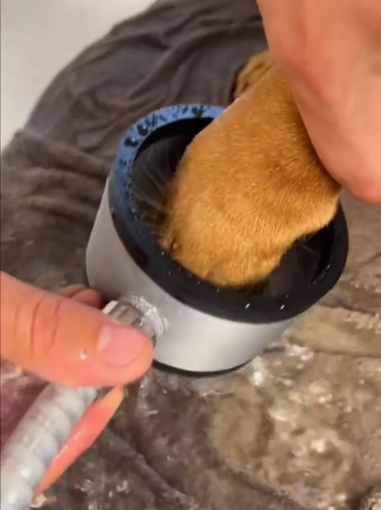 Creative pet foot-washing shower attachment