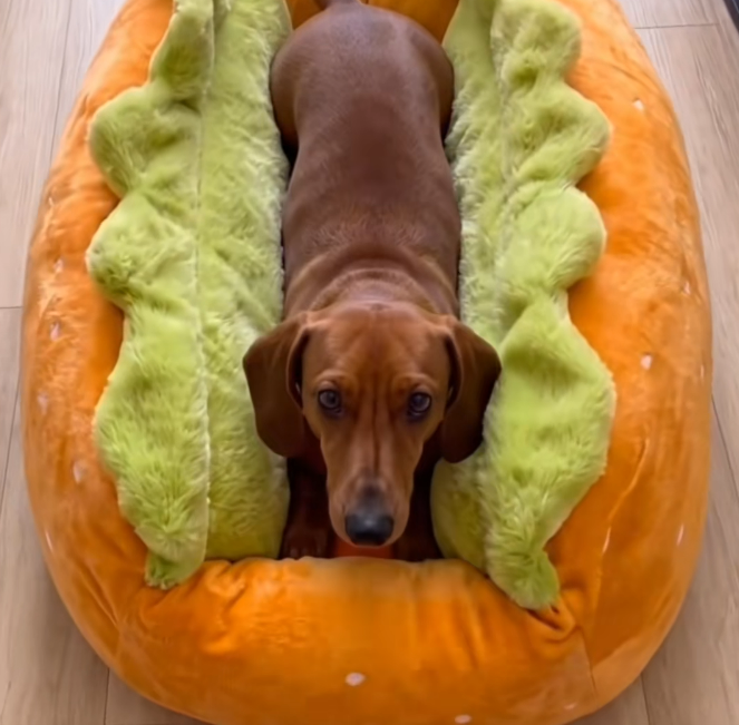 Creative hot dog-shaped pet mat