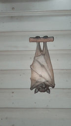 Glowing Hanging Bat Halloween Light – Gothic Outdoor Porch & Wall Decoration